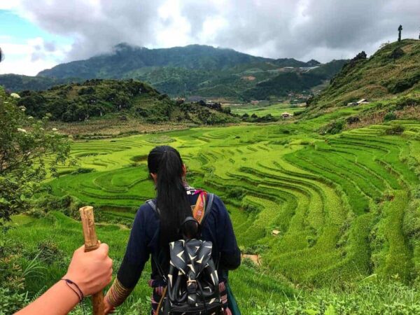 The View Across Luscious Green Rice Terraces With The Back Of The Sapa Trekking Tour Guides Head In The Foreground